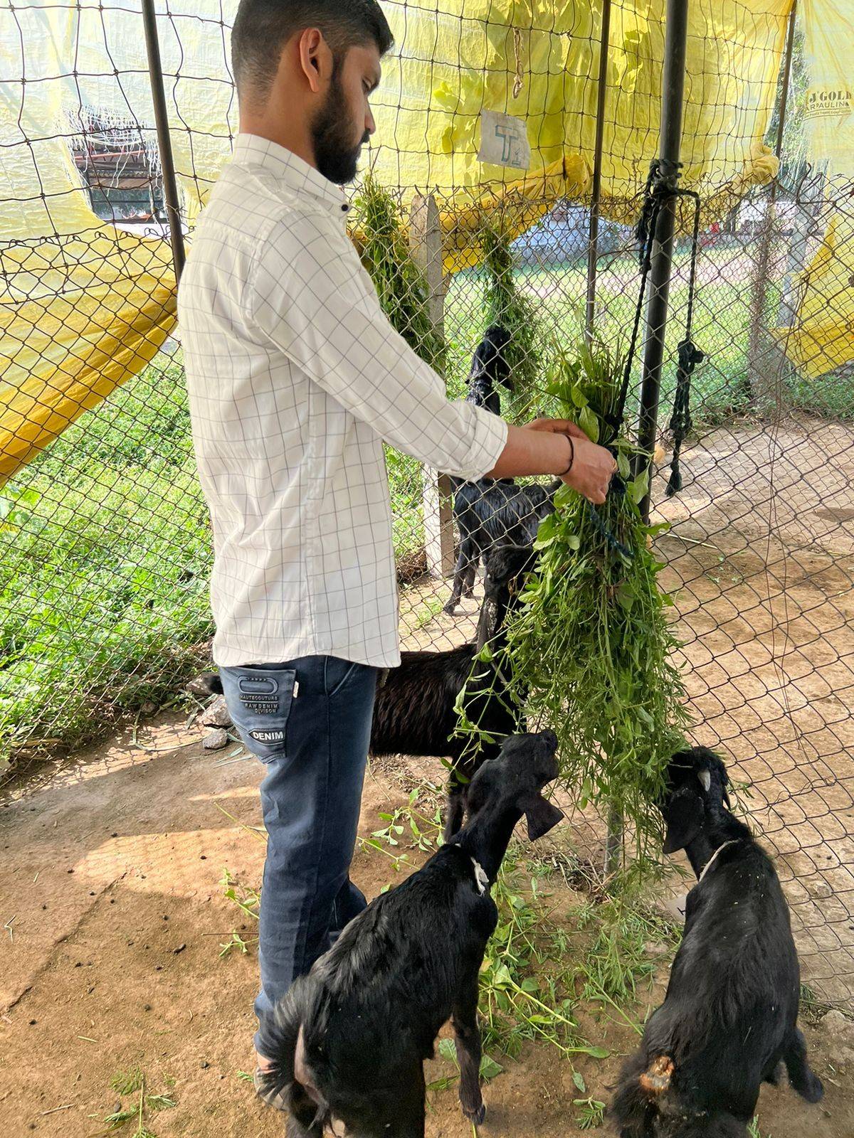 Feeding Of Goat
